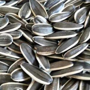 China Spicy Flavor Roasted Sunflower Seeds 5009 Must-Have ' Nutritious Snacking wholesale