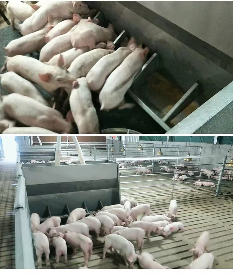 SUS Pig Animal Feeding Trough Livestock Husbandry Hog Trough Feeders