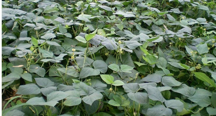 Peeled Green Mung Beans Natural Agricultural Products Healithy For Cake