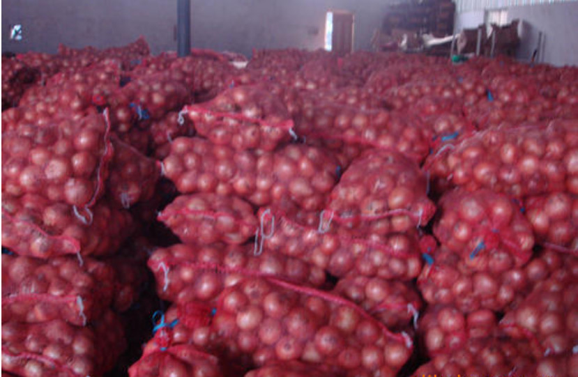 7cm Oval Rich Prostaglandin A Natural Fresh Onion