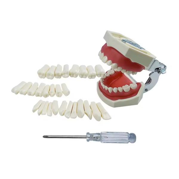 Standard Dental Exercise Teeth Dental Student Training Teeth 28pcs/32pcs Resin