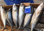 Health High Protein 500G Pacific Fresh Frozen Mackerel