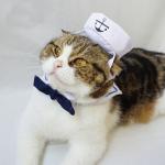 Navy Set Cats Wearing Clothes Loveable Fashionable Any Logo Available