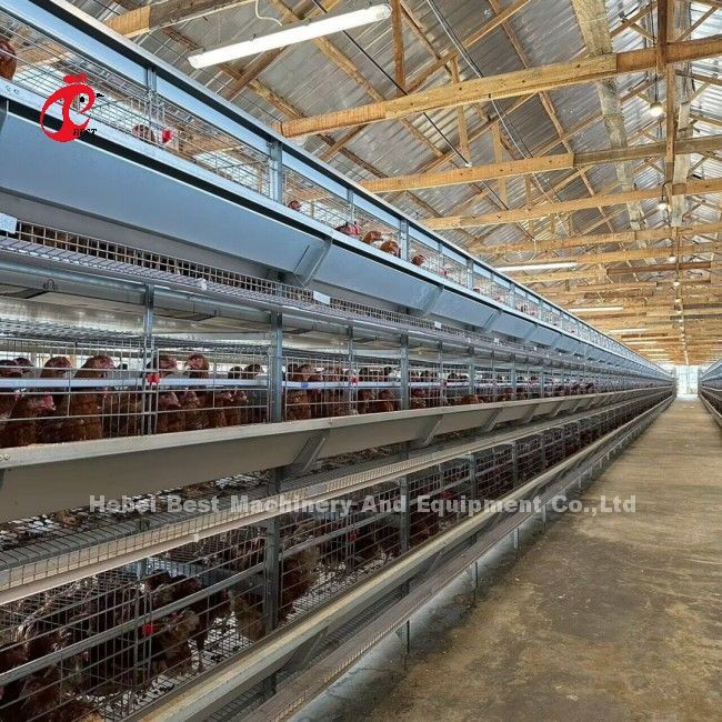 Automatic Drinking System For Chicken Poultry Farming Cage System Of Layer Chicken Farm Doris