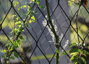 China SUS304 Stainless Steel Cable Trellis / Vertical Fence Wire For Climbing Plants 100mm wholesale