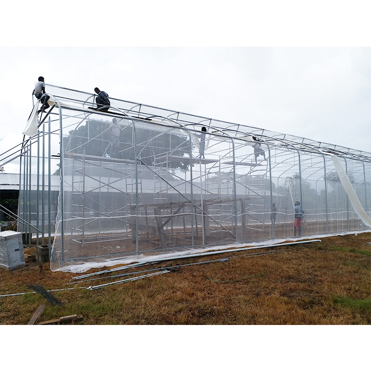 5 Meter Shoulder Tropical Agricultural Greenhouse Umbrella Roof Vent Single Span Greenhouse