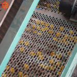 Low Energy Consumption Pine Nut Shelling Machine Electric Control 1 Year