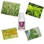 30% Thiamethoxam SC effective to Agriculture insects Rice Planthopper Agrochemic