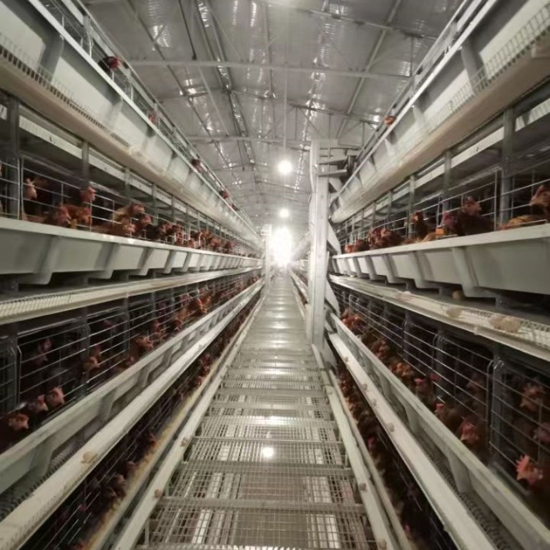Fully Automatic Battery Broiler Chicken Cage Poultry Farming H Type