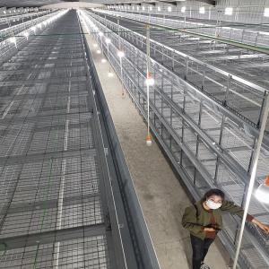 China Three Layers 60 Birds Baby Chick Cage Hot Dip Galvanized wholesale