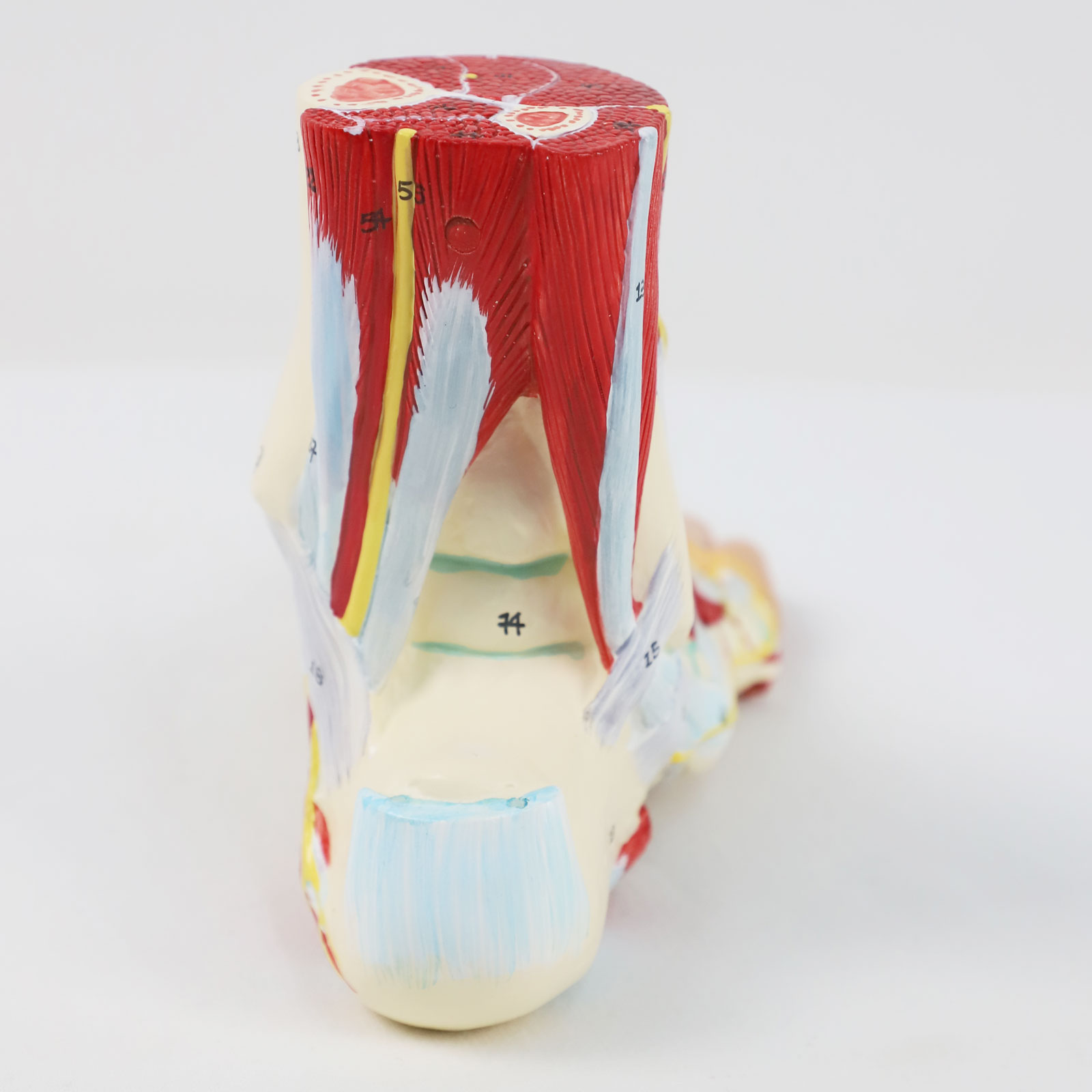 Life size Anotomy Didactic Research Medical School Campus Hospital Rehabilitation Treatment After Surgery Foot Ankle Model