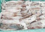 Whole Round Illex Squid Chinese Ocean Vessels Loligo Chinensis Bqf