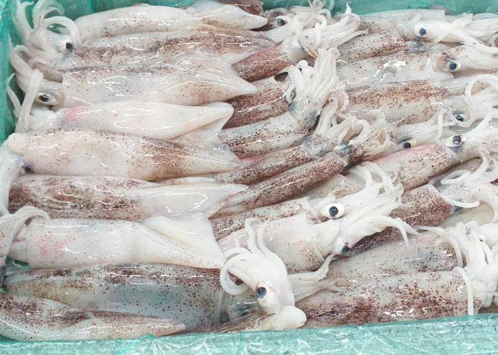 Whole Round Illex Squid Chinese Ocean Vessels Loligo Chinensis Bqf