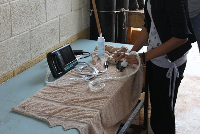Good Image Portable Veterinary Ultrasound Scanner For Horse Cow Dog Cat Bird
