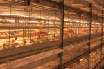 Galvanized Full Antomatic Steel Poultry Farm Shed Bird House Prefabricated