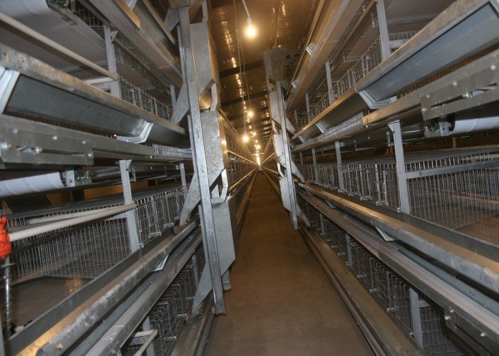 Stable Automatic Manure Removal System For Poultry Chicken House