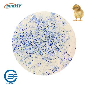 China Blend Powder 200g/MT Probiotics For Animal Breeding Bird wholesale