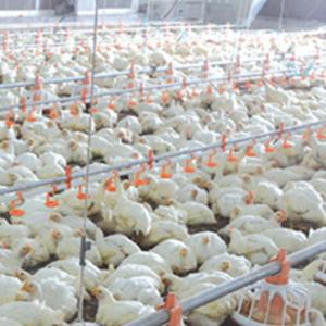 China Automatic Poultry Feeder For Broiler wholesale