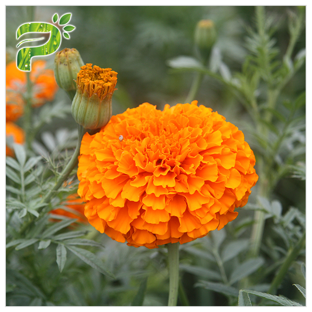 Tagetes Erecta / Marigold Flower Extract Lutein Ester 10% Beadlets Powder Preventing Eye Health