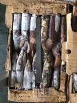 Good Color Whole Round BQF Frozen Indian Squid 100 - 300g