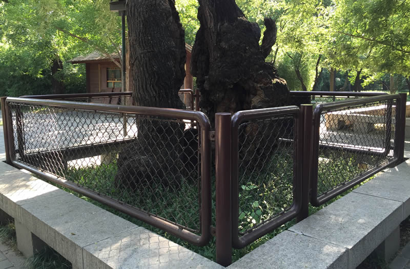 A 300 years history ancient ash tree is protected by red painting chain link fence.