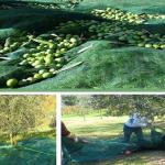 Ripe season olive collection olives harvest nets for farms
