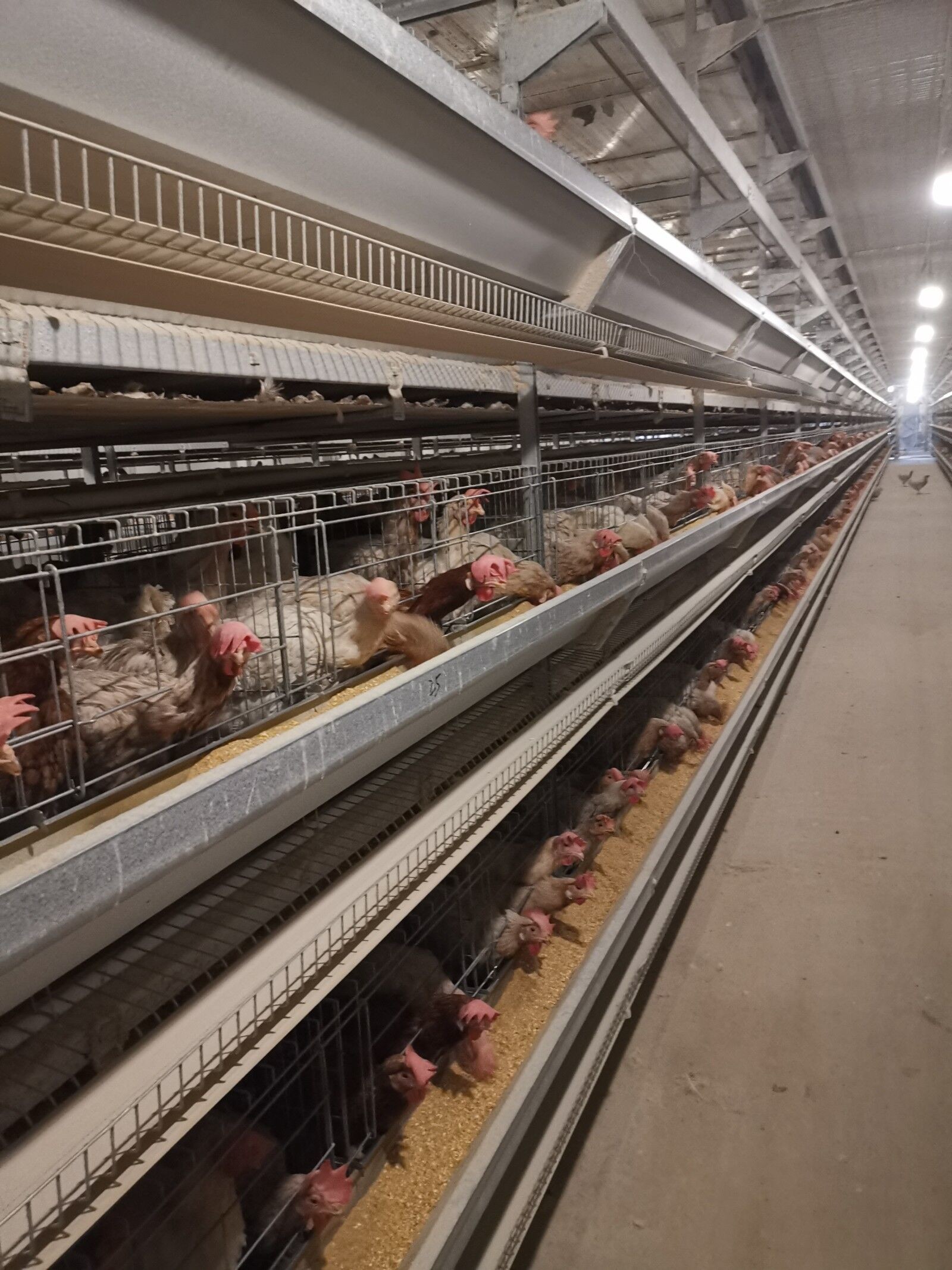 Stacking High-density Hot-dip Galvanized Layer Chicken Cages Enhances Feeding Efficiency And Productivity.