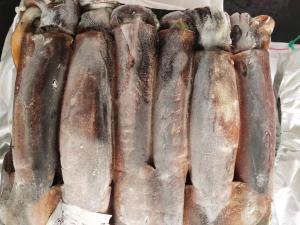 China Whole Round BQF 400g 600g Good color Argentina Frozen Illex Squid wholesale