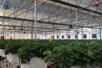 Agricultural Clear Plastic Greenhouse UV Resistant PE Film Greenhouse For Farms