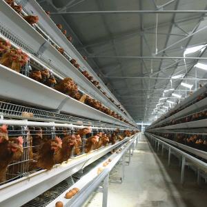 China Husbandry Livestock 3 Tier Chicken Cage HDG Broiler Farm Equipment wholesale