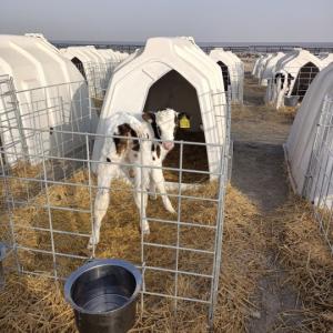 China LLDPE Plastic Cattle House Hot Dip Galvanized Steel Livestock Equipment wholesale