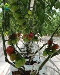 Agricultural Greenhouses NFT Soilless Hydroponic System For Tropical Desert
