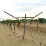 Agriculture Plantation Y Shaped Trellis Posts , Durable Wine Grape Trellis