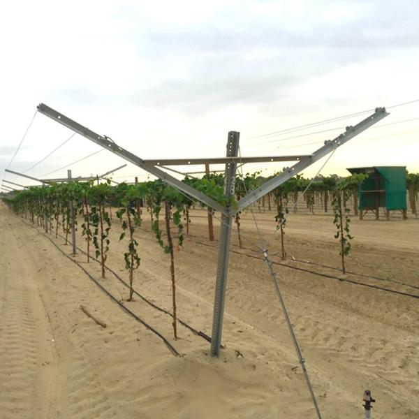 Agriculture Plantation Y Shaped Trellis Posts , Durable Wine Grape Trellis