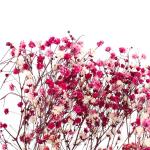 Preserved Gypsophila Baby'S Breath , Dried Gypsophila Wedding Table Flowers