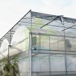 Commercial Poly Tunnel Plastic PE Film UV Resistant Greenhouse For Tropical