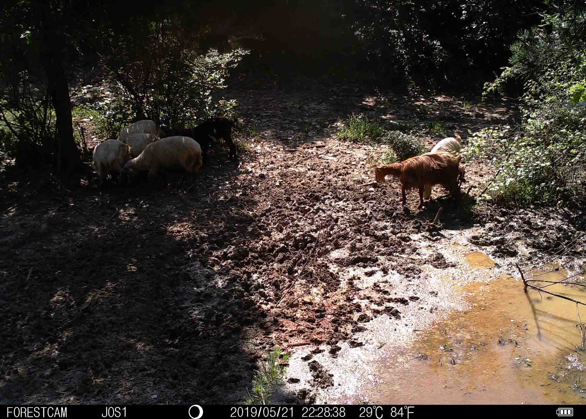 16 Megapixel Night Time Wildlife Camera 1s Trigger Speed IP66 Waterproof