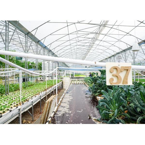 DWC deep water culture Hydroponics System Vertical Hydroponic For Agriculture