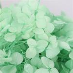 Multi Colors A Grade Preserved Hydrangea Flowers For Creative Gift
