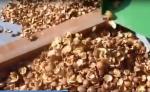 Agricultural Machinery Macadamia Nut Shelling Machine Macadamia Sheller