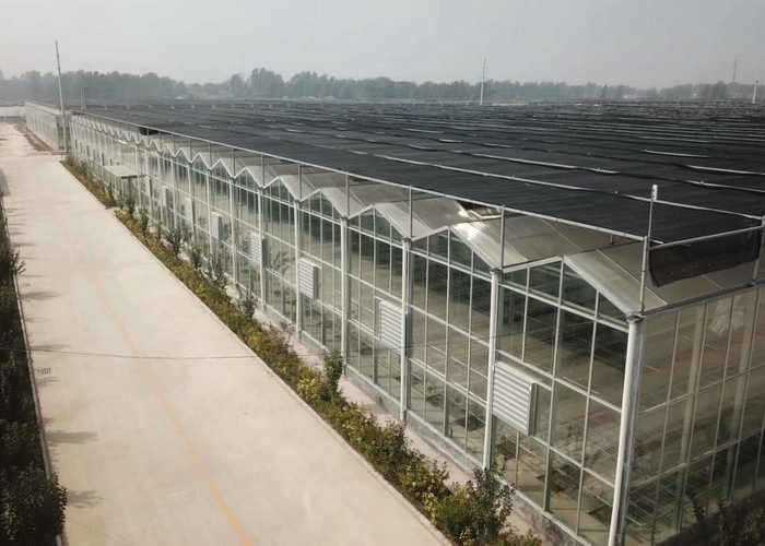 10x10 10x12 10x6 Aluminum Venlo Glass Greenhouse Grow Rose With Cooling System Ventilation System