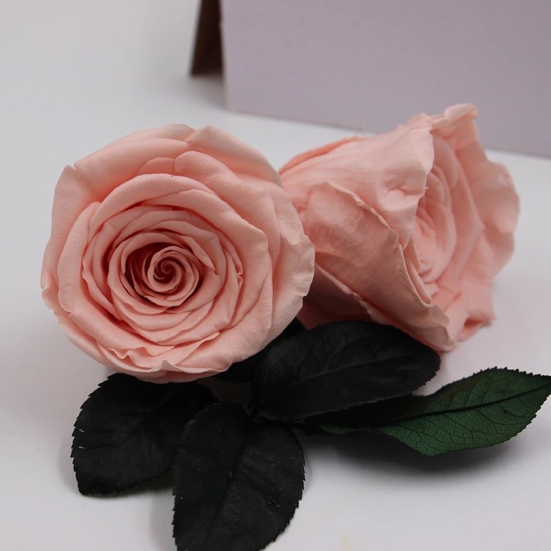 Hot selling preserved rose head with fresh rose smell everlasting rose Forever Roses Christmas gift rose