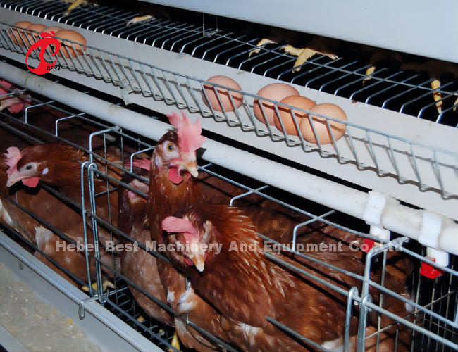 5 Tiers Layers Chicken Cages With Stainless Steel Wire Rose