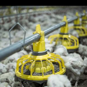 China 300g Pan Capacity Chicken Farm Equipment 380V 220V Broiler Raising wholesale