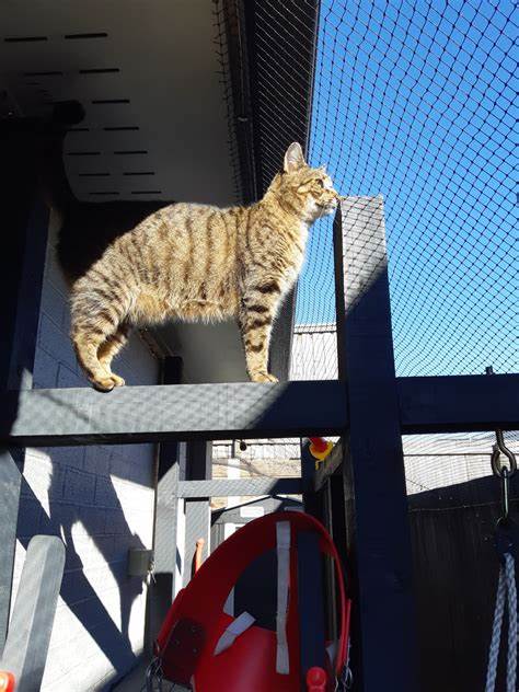 Customized Mesh Size 10m X 3m White Balcony Protection Knotted Netting Cat Safety Net