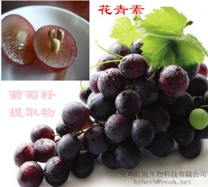 China 98% OPC Grape seed extract wholesale