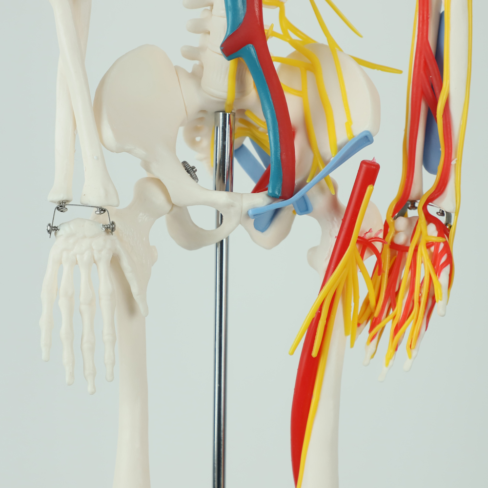 Full Size Anatomy Skeleton Model Chromatic Vessels Nerves 85cm