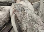 HACCP Approved 10 - 20KG Frozen Yellowfin Tuna WR