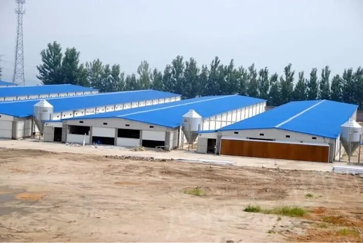 Professional Design Chicken Farm Equipment House Prefabricated Steel Buildings