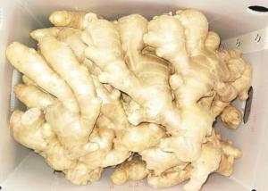 China SGS 150g Natural Air Dried Ginger wholesale